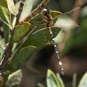 Synthemis eustalacta (Swamp Tigertail)-2.jpg